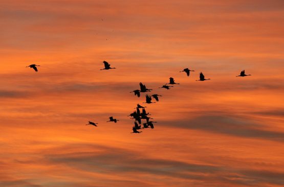 Goûter avec les Grues cendrées Du 17/11/2024 au 16/2/2025