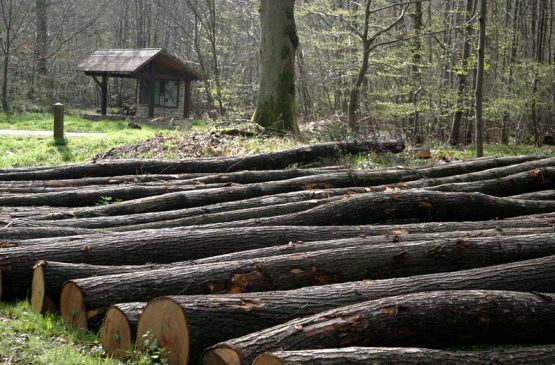 Mois du doc : Forêt, le grand réveil Le 29 nov 2024