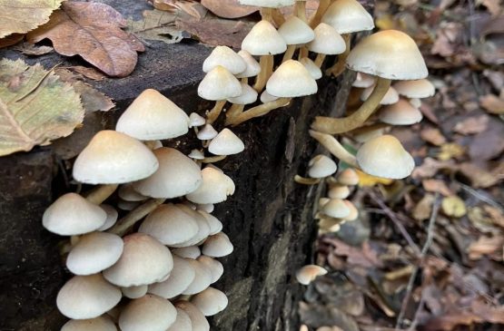 Le monde mystérieux des champignons Le 22 oct 2024