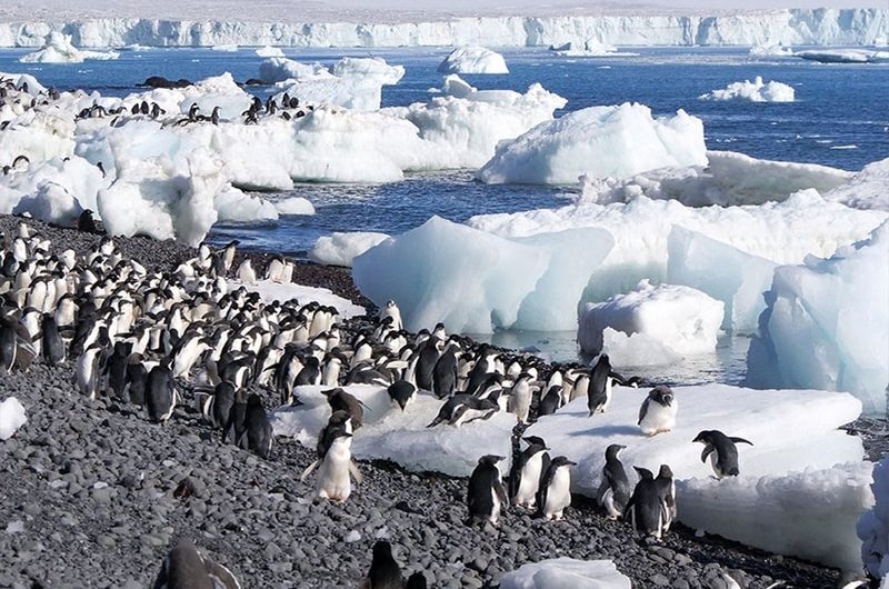 Ciné conférence - Antarticque