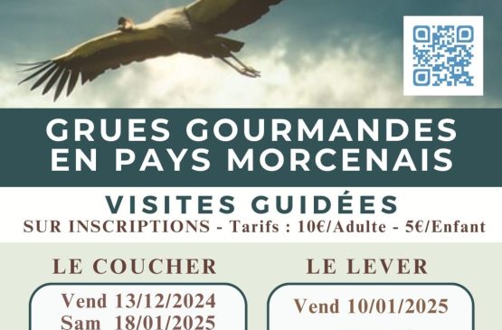 Les grues gourmandes en Pays Morcenais - Le lever Le 10 janv 2025