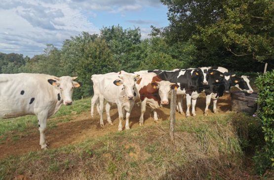 Visite de la ferme de Lorthe : vaches laitières et veaux Le 22 oct 2024