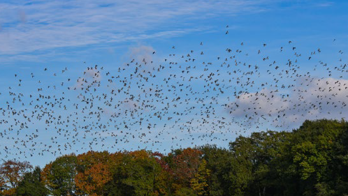 Le temps des palombes Le 28 oct 2024