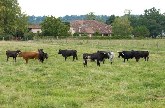 Visite de la Ganaderia Maynus