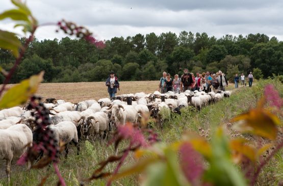 La Route de la Transhumance Le 24 sept 2024